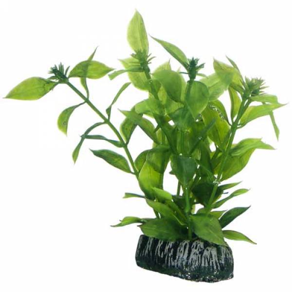 Hygrophila